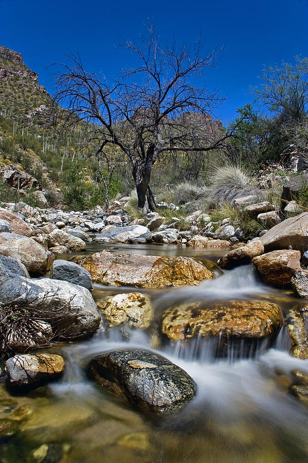 Canyon Creek #1 Photograph by Leda Robertson