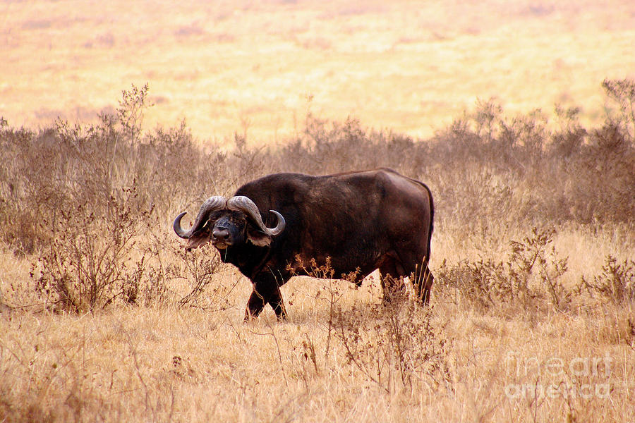 Cape Buffalo #1 Photograph by Bruce Block