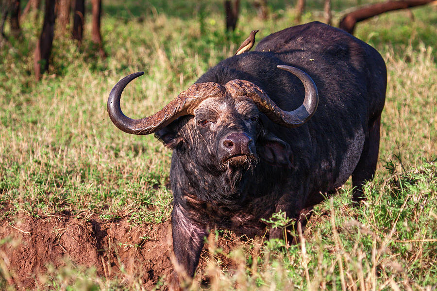 Cape Buffalo Portrait #1 Photograph by Sally Weigand