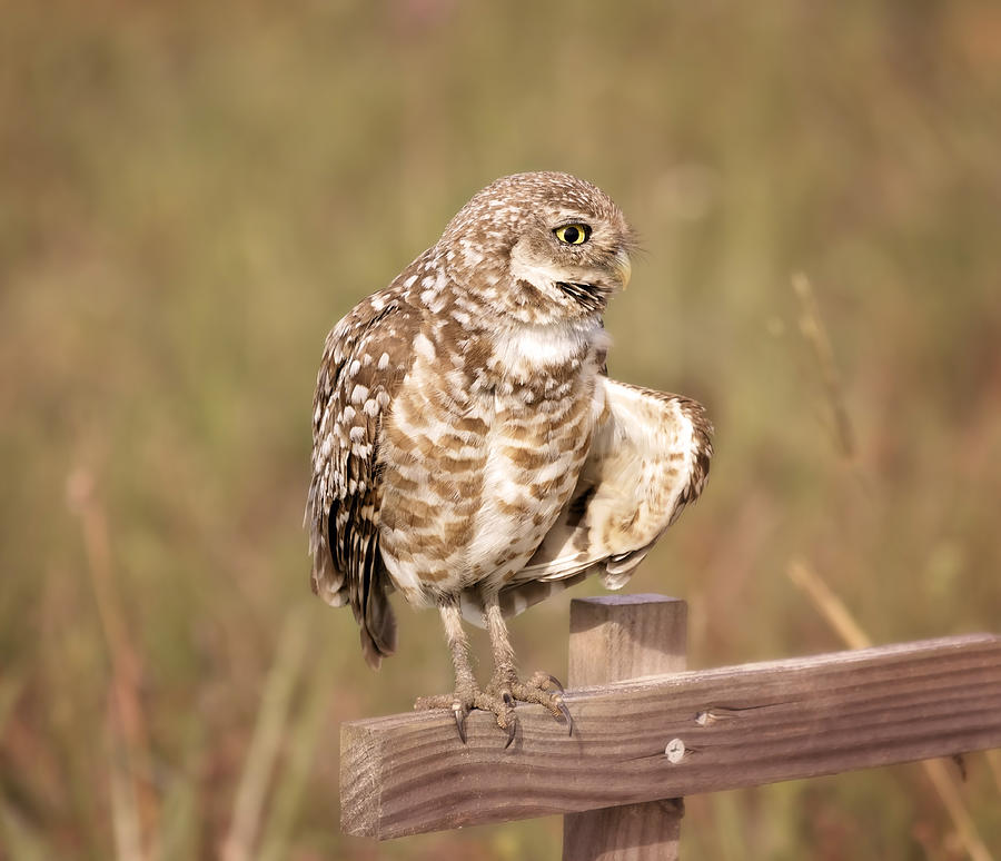 Owl Photograph - Cape Coral Burrowing Owl #2 by Kim Hojnacki