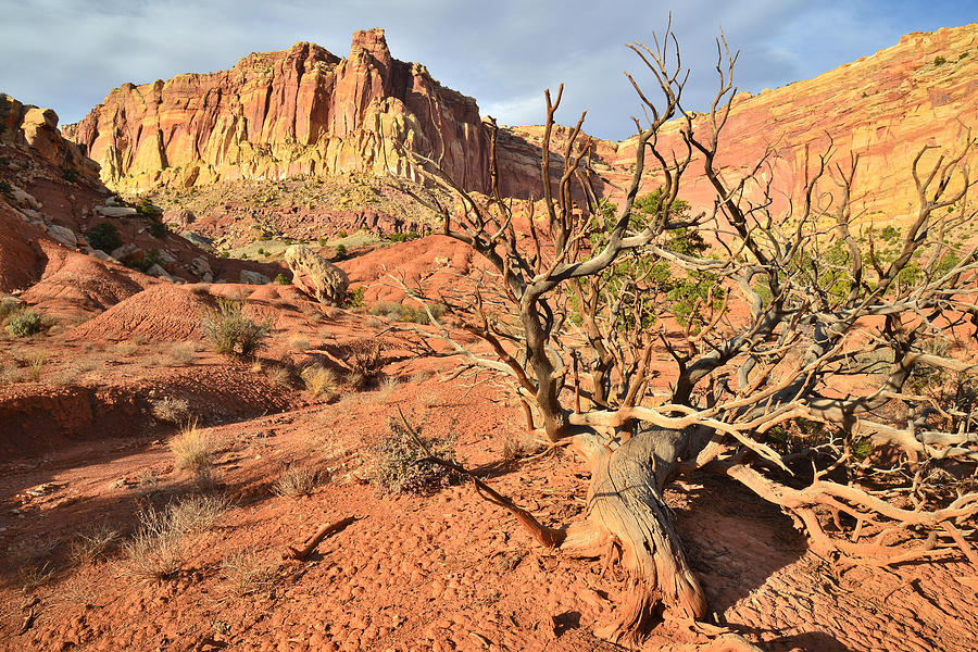 Capitol Reef Wash Photograph