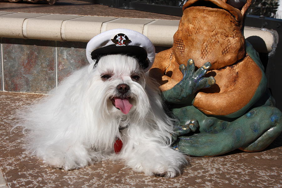 Captain Maltese Dog  #1 Photograph by Sally Weigand