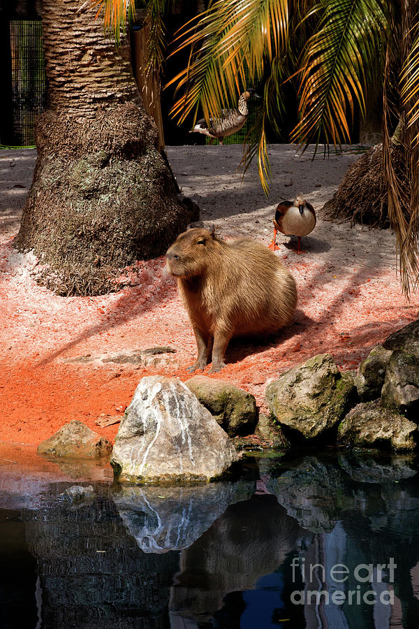 Capybara -Hydrochoerus hydrochaeris  #1 Photograph by Anthony Totah