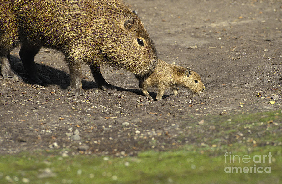 Capybara Hydrochoerus Hydrochaeris #1 Photograph by Gerard Lacz