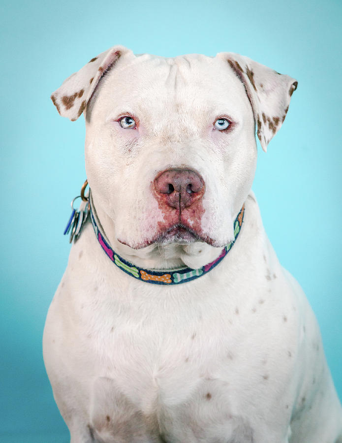 Dog Photograph - Django #1 by Pit Bull Headshots by Headshots Melrose