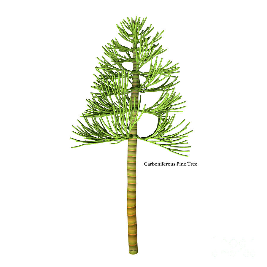 Carboniferous Pine Tree #1 Digital Art by Corey Ford