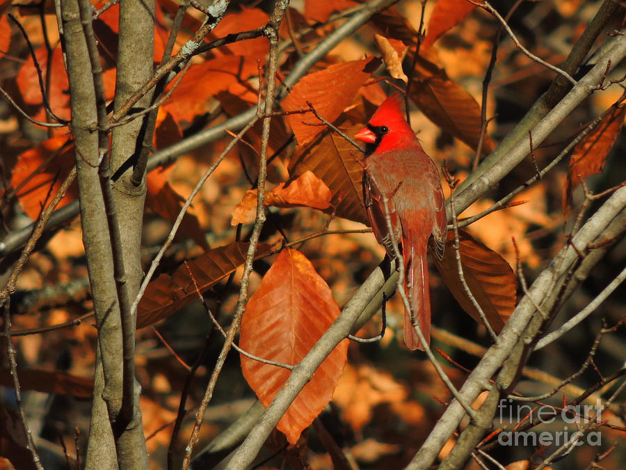 Cardinal Photograph - Cardinal 1 #1 by Mim White