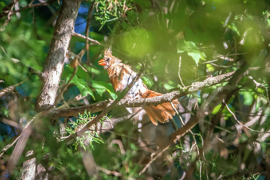 Cardinal Bird In The Wild In South Carolina #1 Photograph by Alex Grichenko