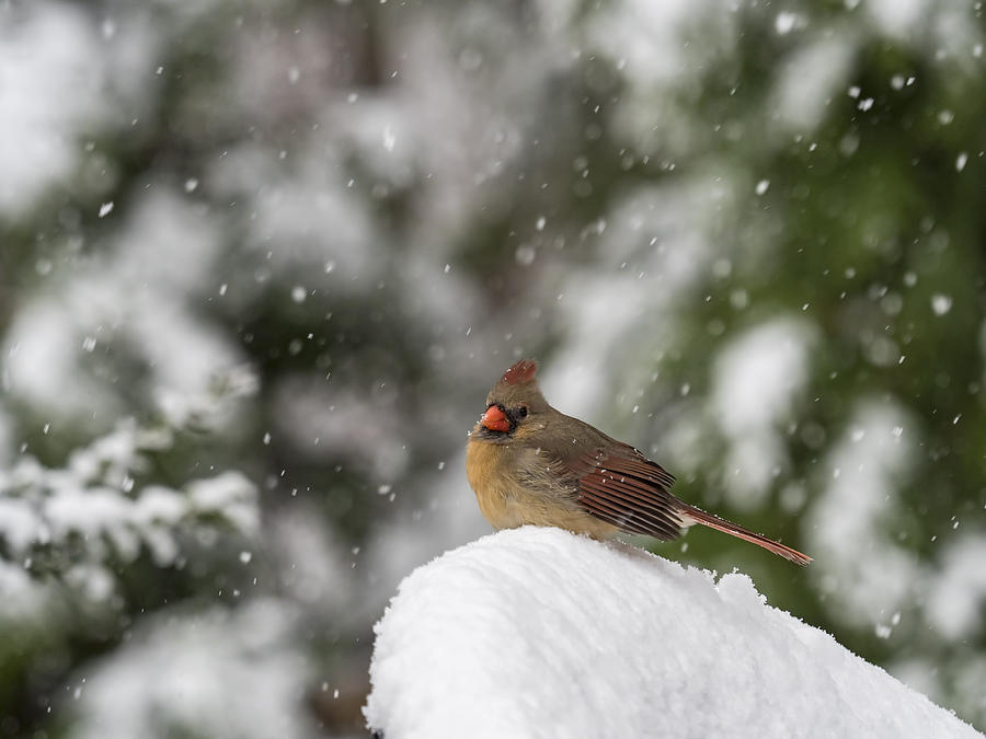 Cardinal in Snow #1 Photograph by David Kay