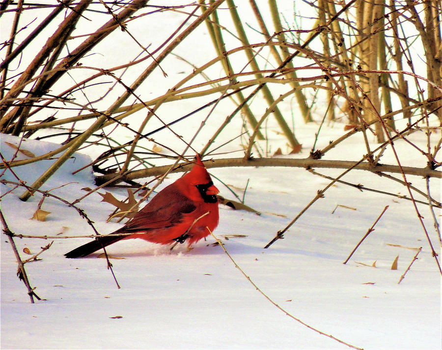 Cardinal In Snow Photograph