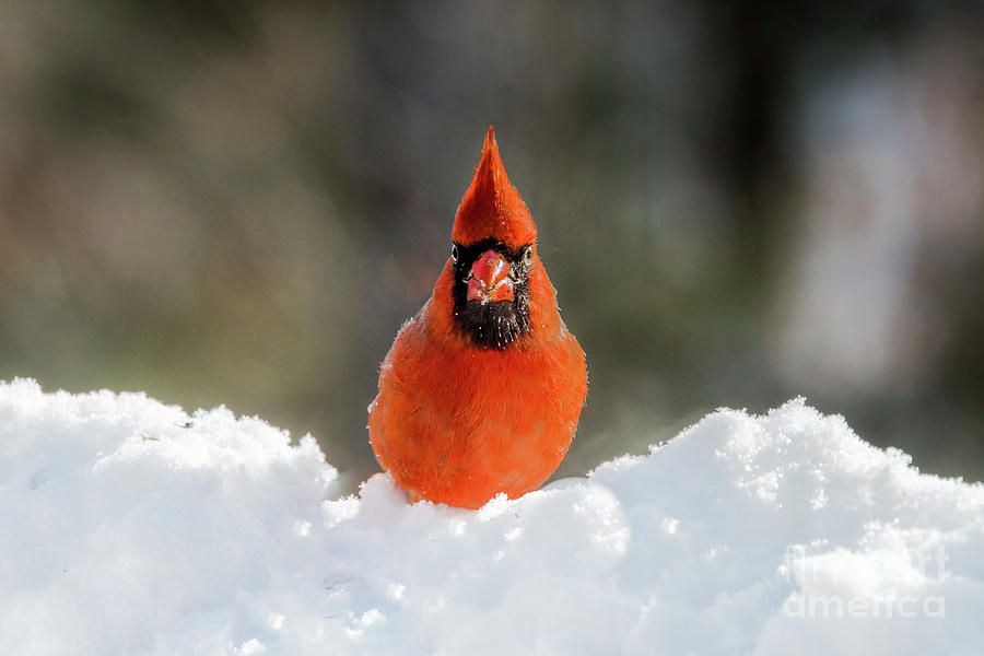 Cardinal in Snow by Katie Joya Cardinal in Snow by Katie Joya