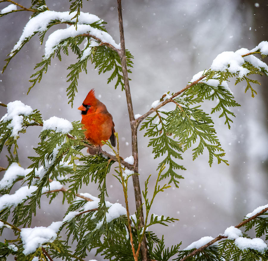 Cardinal in the Snow #1 Photograph by David Kay