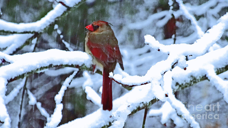 Cardinal in the Snow #1 Photograph by Eunice Warfel