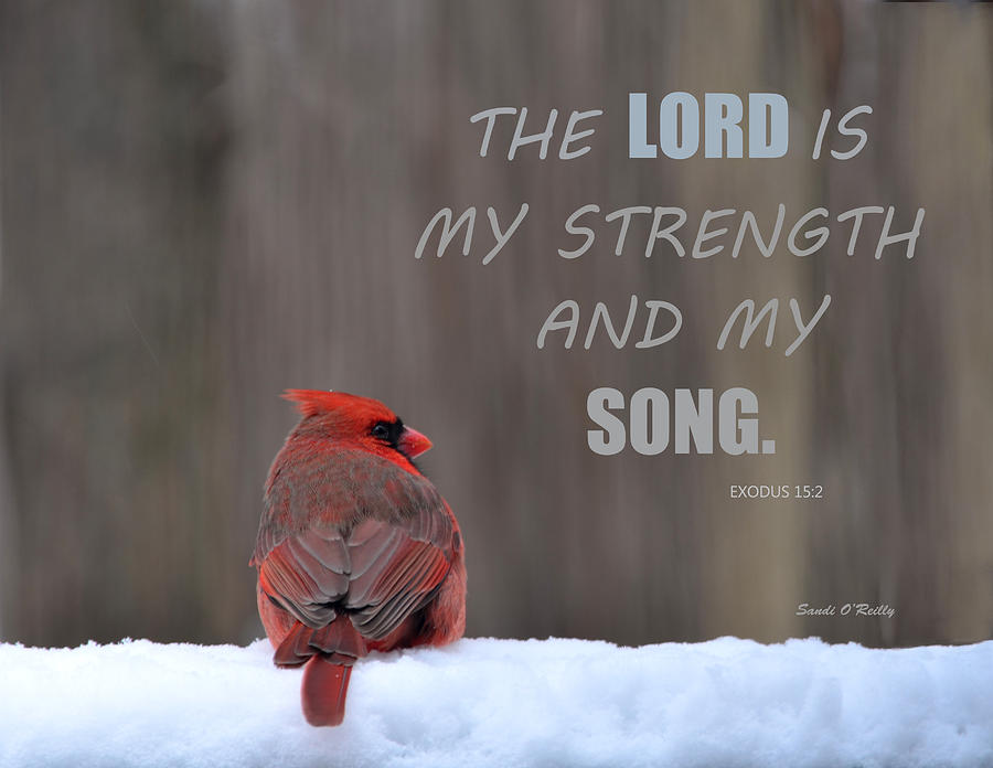 Cardinal In The Snowstorm With Scripture Photograph by Sandi OReilly