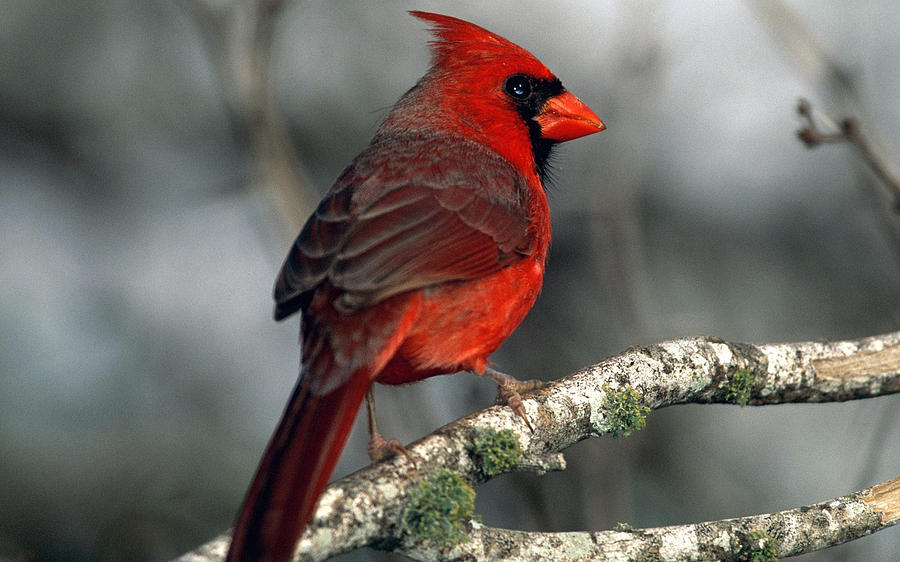 Cardinal Photograph - Cardinal #1 by Jackie Russo