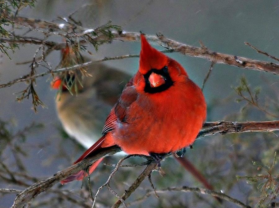 Cardinal Pair Photograph by Photos by Patty In The Country