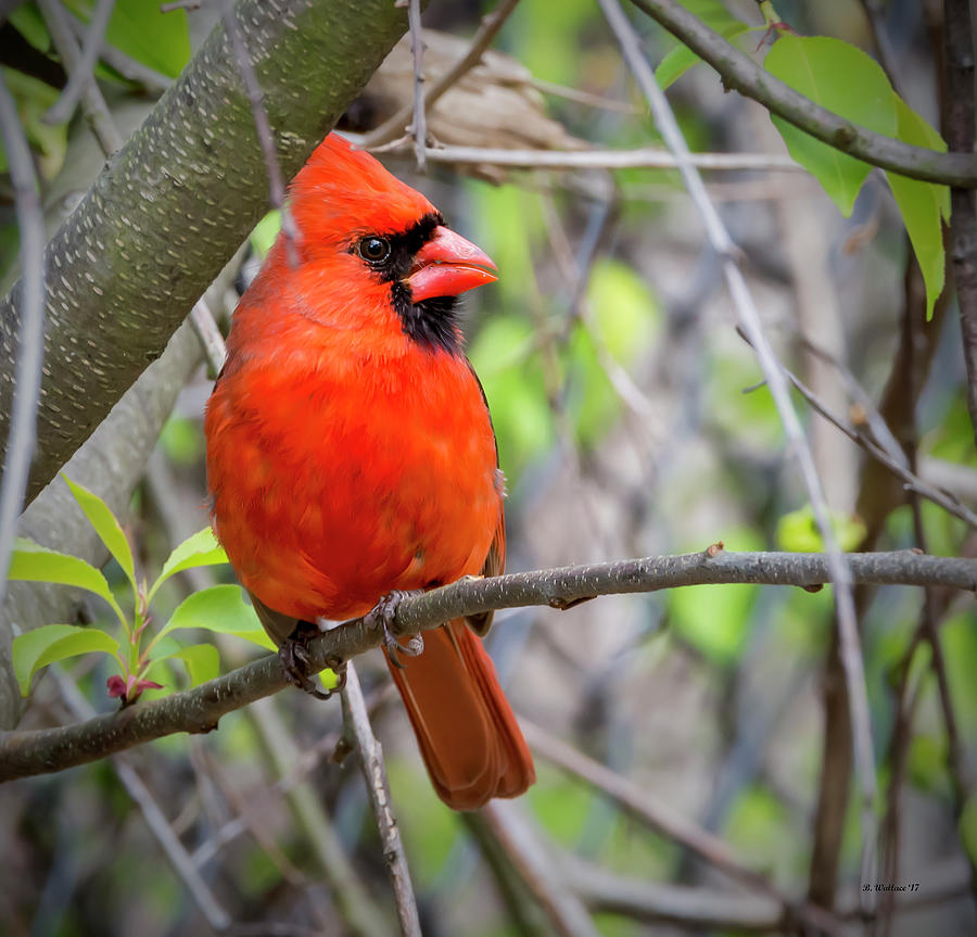 Cardinal Perched #1 Photograph by Brian Wallace