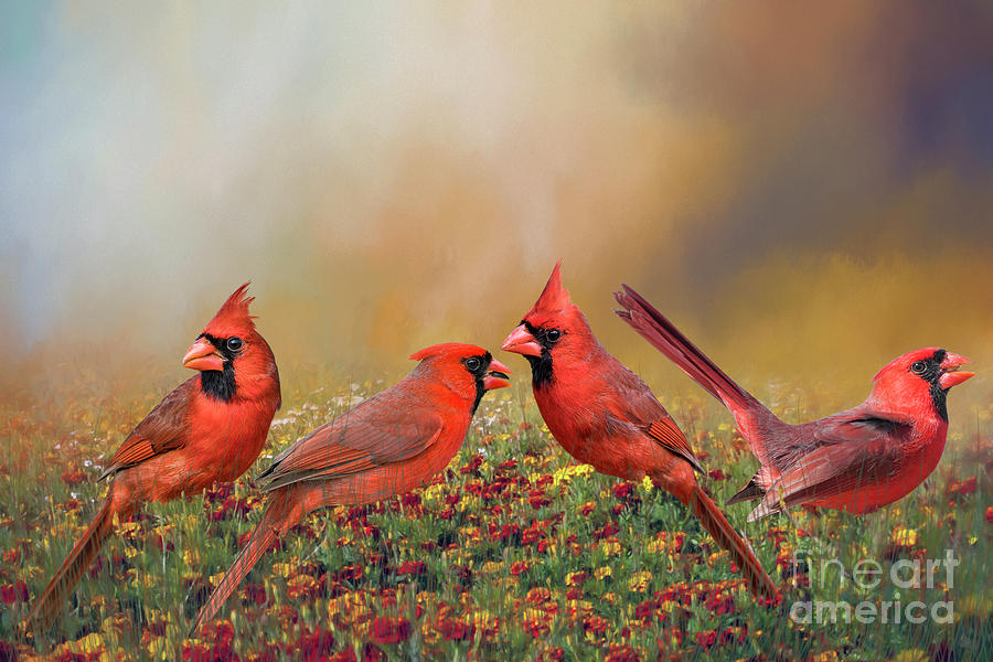 Cardinal Quartet #1 Photograph by Bonnie Barry