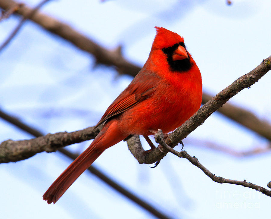 Cardinal #1 Photograph by Roger Becker
