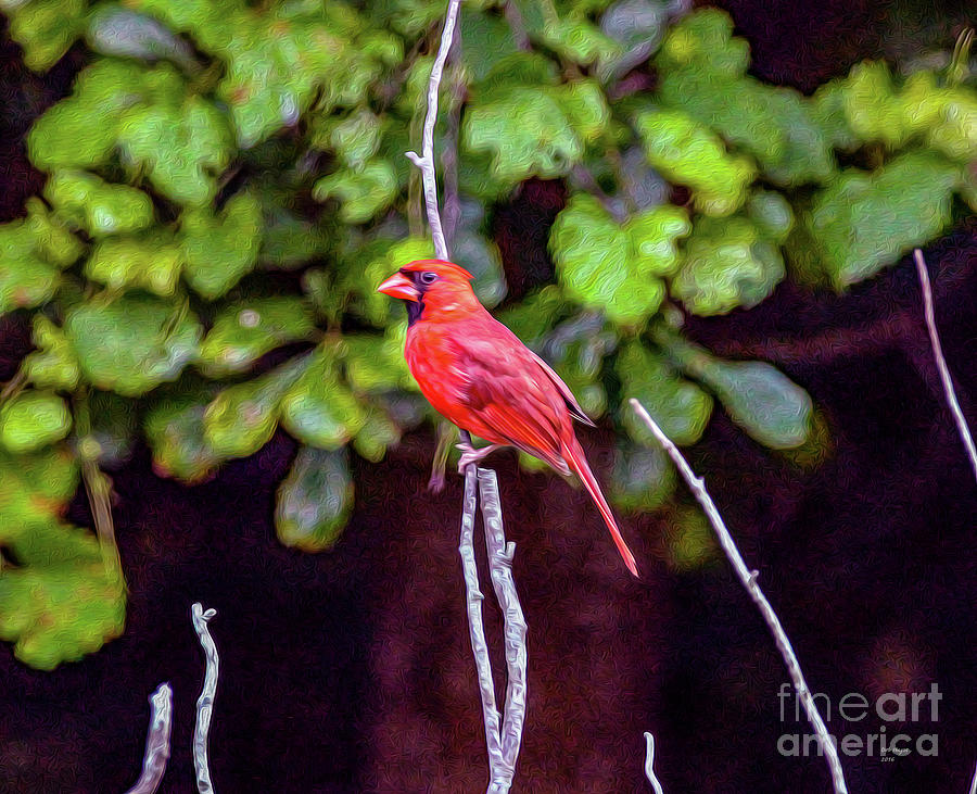 Cardinal Twigging a Break Painting by DB Hayes