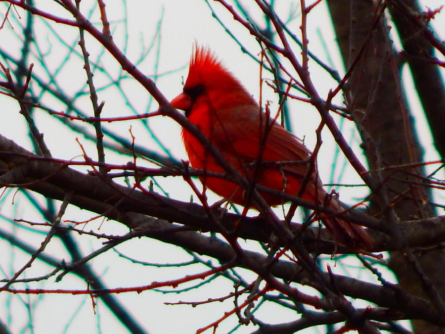 Cardinal #1 Photograph by Virginia White