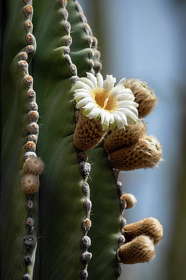 Cardon Cactus Flower  #1 Photograph by Saija Lehtonen