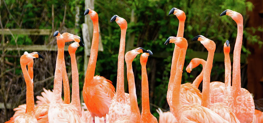 Caribbean Flamingo #1 Photograph by Colin Rayner