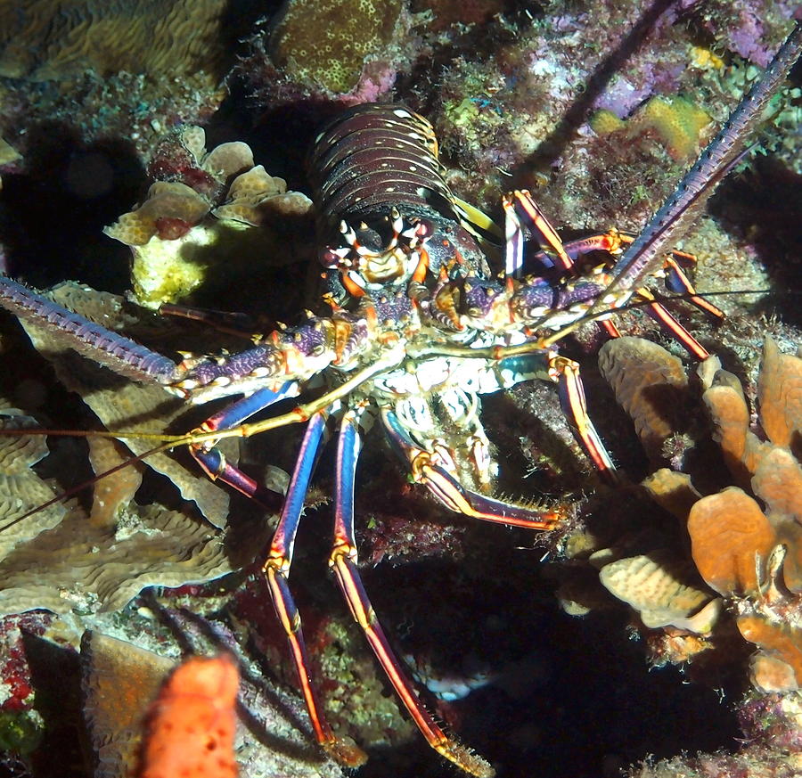 Caribbean Reef Lobster #1 Photograph by Amy McDaniel