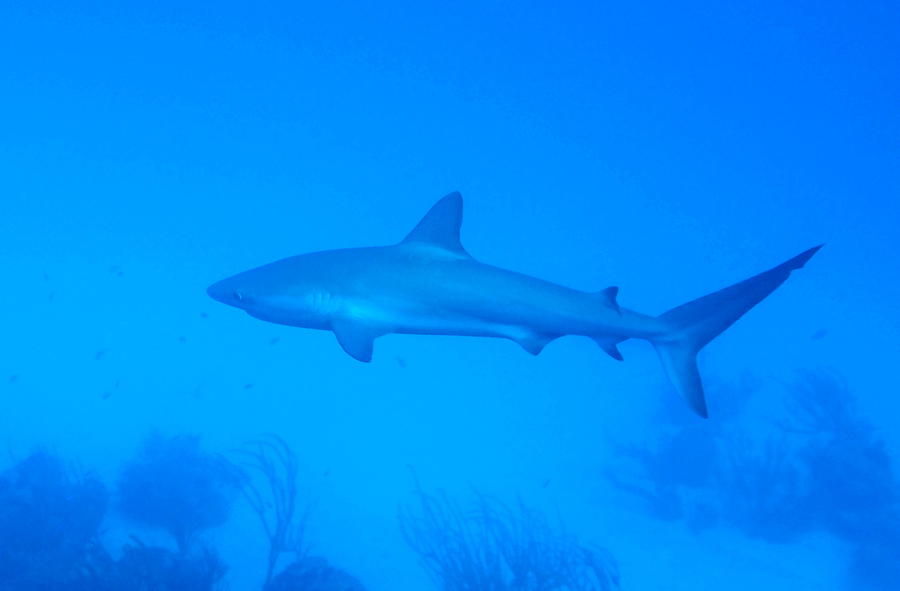 Caribbean Reef Shark  #1 Photograph by Amy McDaniel