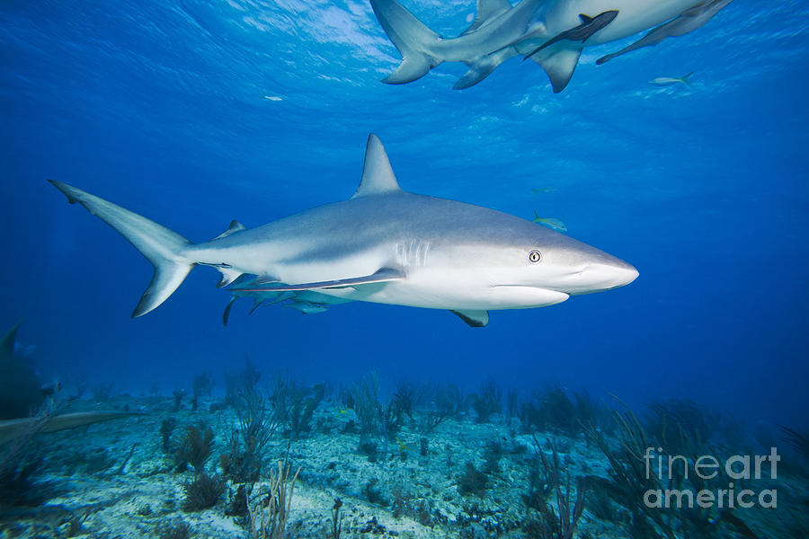 Caribbean Reef Shark #1 Photograph by Dave Fleetham - Printscapes
