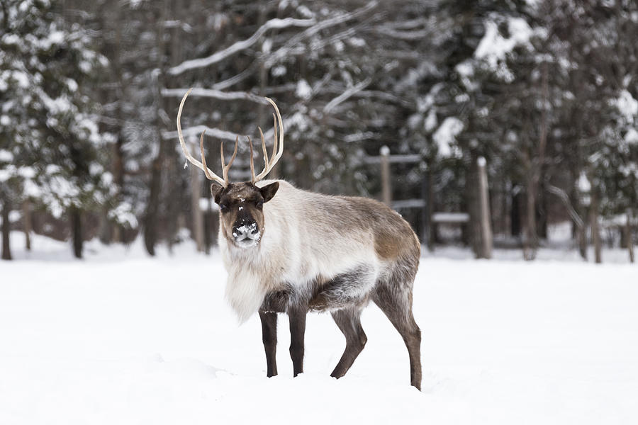 Caribou in winter #1 Photograph by Josef Pittner