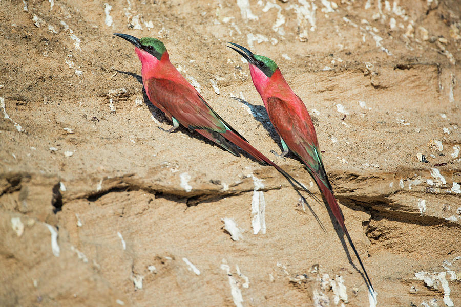 Carmine Bee Eaters #1 Photograph by Fran Gallogly