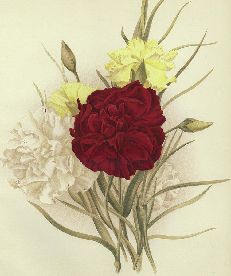 Carnations Painting by English School - Fine Art America