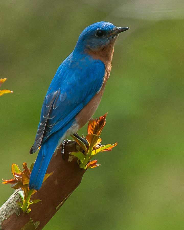 Carolina Bluebird Photograph by William Krumpelman - Fine Art America