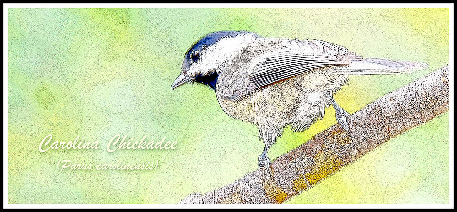 Carolina Chickadee Digital Painting #1 Digital Art by A Macarthur Gurmankin