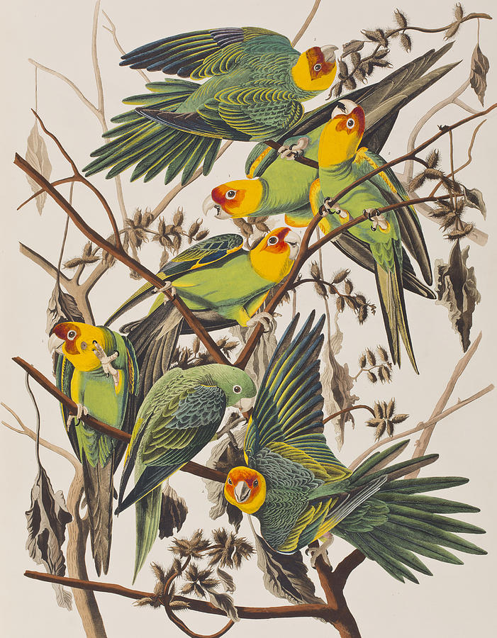 Carolina Parrot Painting by John James Audubon
