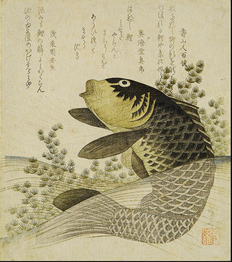 Ryuryukyo Shinsai Drawing - Carp among pond plants by Ryuryukyo Shinsai Ryuryukyo Shinsai Drawing - Carp among pond plants by Ryuryukyo Shinsai