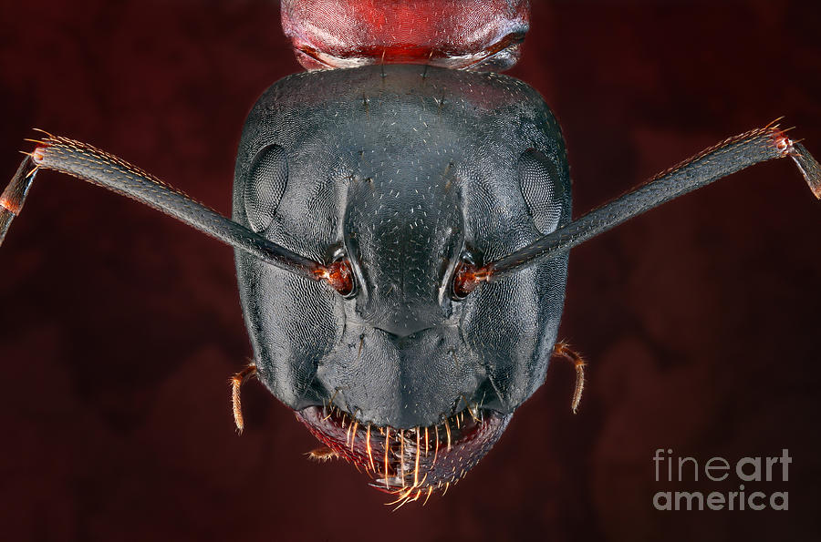 Ant Photograph - Carpenter Ant #1 by Matthias Lenke