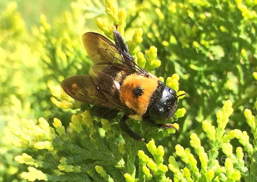 Carpenter Bee Photograph by CAC Graphics