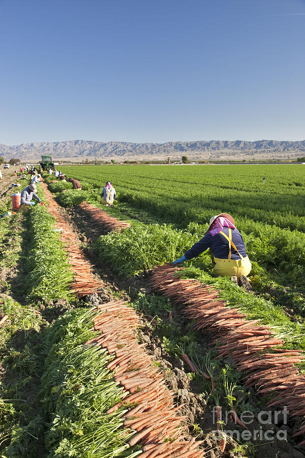 Carrot Photograph - Carrot Harvest #1 by Inga Spence