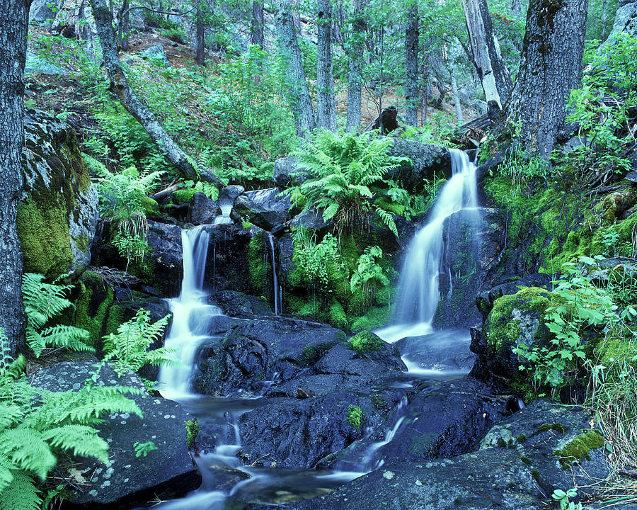 Cascade Creek and Ferns  #1 Photograph by Joe  Palermo