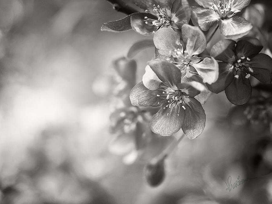 Crab Apple Photograph - Cascade II by Kharisma Sommers Crab Apple Photograph - Cascade II by Kharisma Sommers