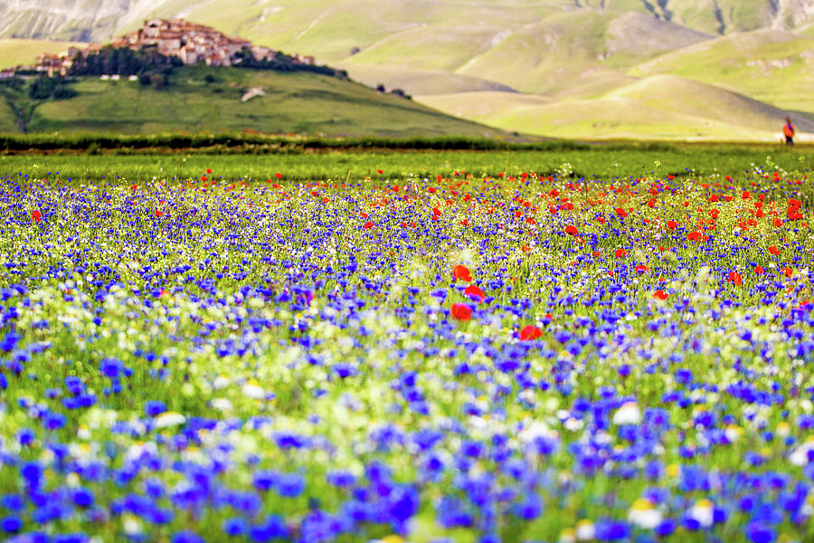 Castelluccio di Norcia, flowering #1 Photograph by Francesco Riccardo Iacomino