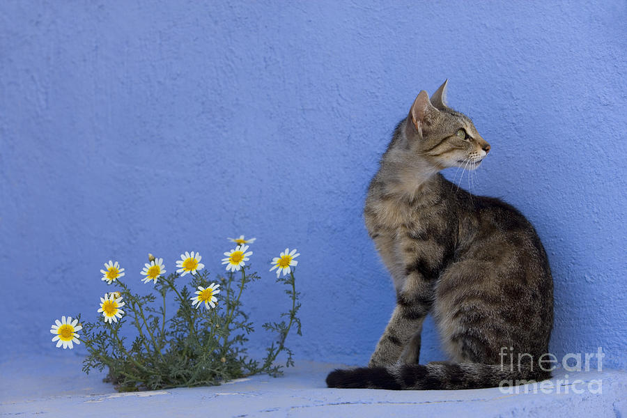 Cat And Flowers In Greece #1 Photograph by Jean-Louis Klein & Marie-Luce Hubert