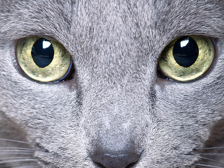 Cat Photograph - Cat Eyes #1 by Nailia Schwarz