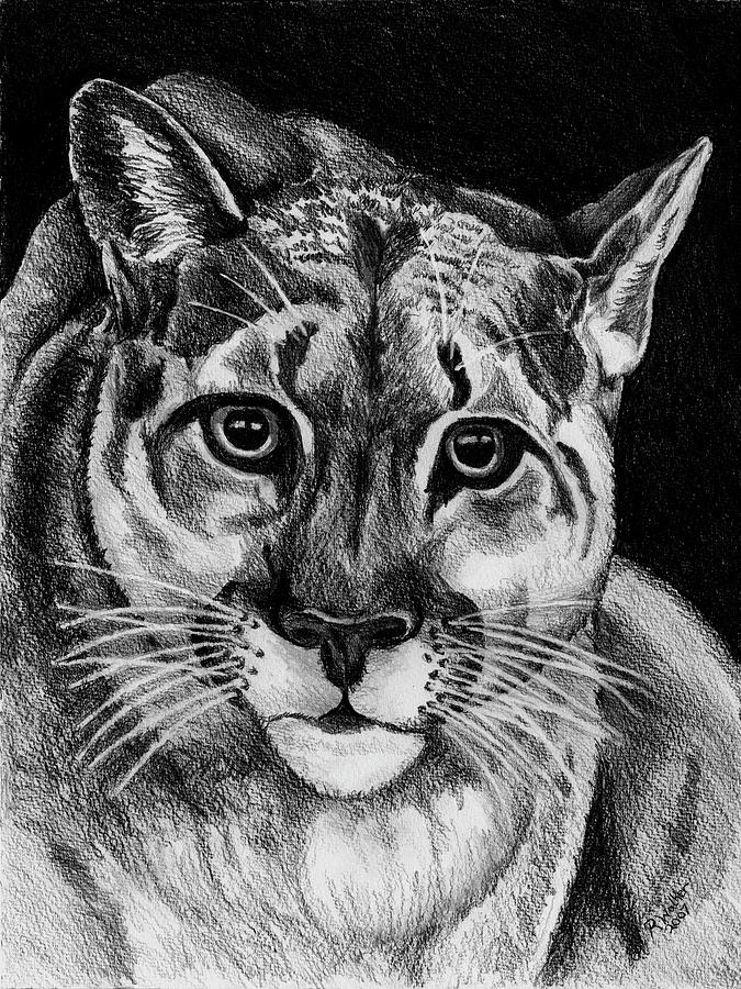 Cat Eyes Drawing by Robert M Walker - Fine Art America