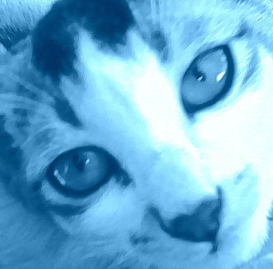 Cat Photograph - Cat Eyes #2 by Shanti Zarika