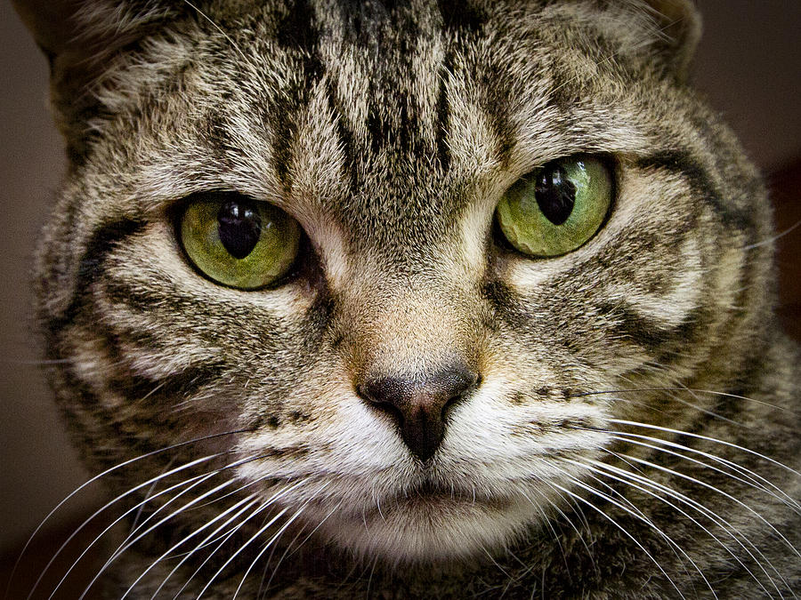 Cat face #1 Photograph by Jean Noren