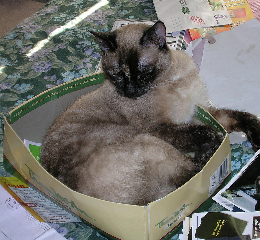 Cat In A Box #1 Photograph by Carolyn Donnell