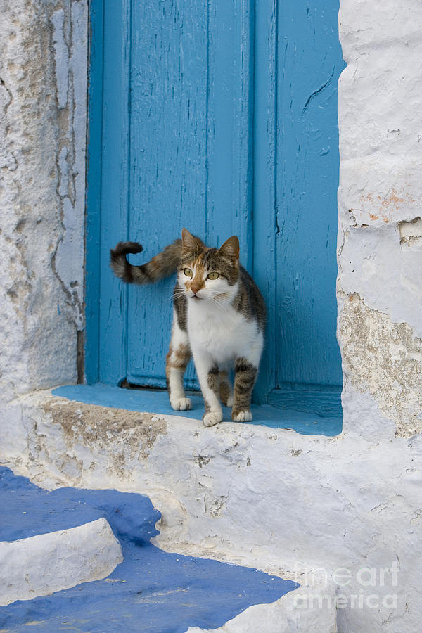 Cat In A Doorway, Greece #1 Photograph by Jean-Louis Klein & Marie-Luce Hubert Cat In A Doorway, Greece #1 Photograph by Jean-Louis Klein & Marie-Luce Hubert